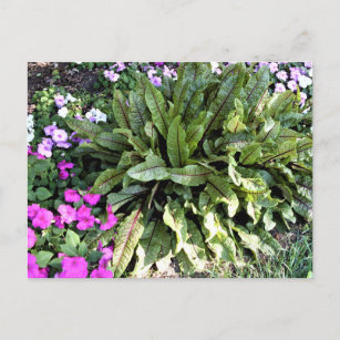 Red Veined Sorrel  Pink Impatiens Flower Garden Postcard