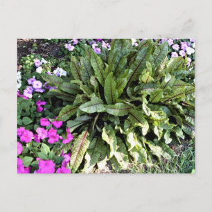 Red Veined Sorrel Pink Impatiens Flower Garden Postcard
