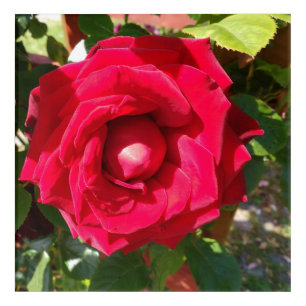 Red Velvet Bud Acrylic Print