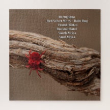 Red Velvet Mites / Rain Bug