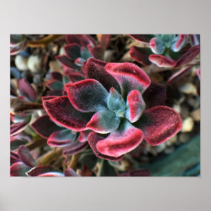 Red Velvet Succulent Poster