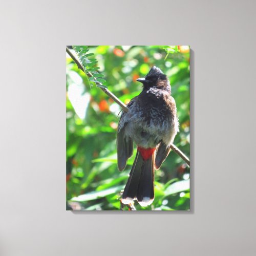 Red_vented Bulbul Canvas Print