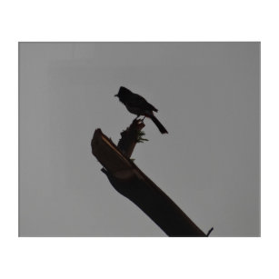 Red-vented Bulbul in Silhouette Birds Photography Acrylic Print