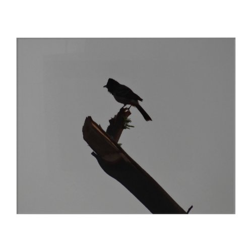 Red_vented Bulbul in Silhouette Birds Photography Acrylic Print