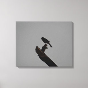 Red-vented Bulbul in Silhouette Stylish Photograph Canvas Print