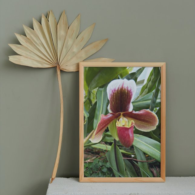 Red Venus Slipper Orchid Floral Photo Print (In Situ Framed)