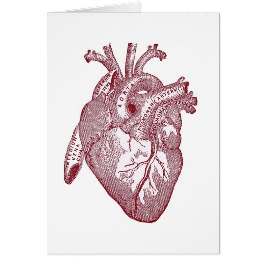 Red Vintage Anatomical Heart (Front)