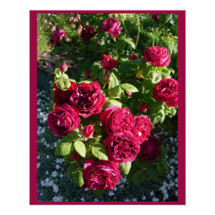 Red Vintage Rose Flower Garden floral Roses Poster
