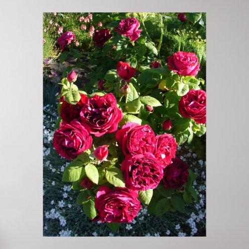 Red Vintage Roses Rose Nature Garden Poster