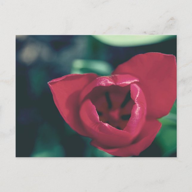 Red Vintage Tulip Postcard (Front)