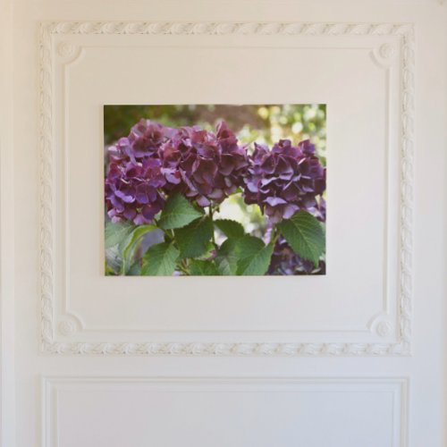 Red Violet Hydrangea Blooms Floral Acrylic Print