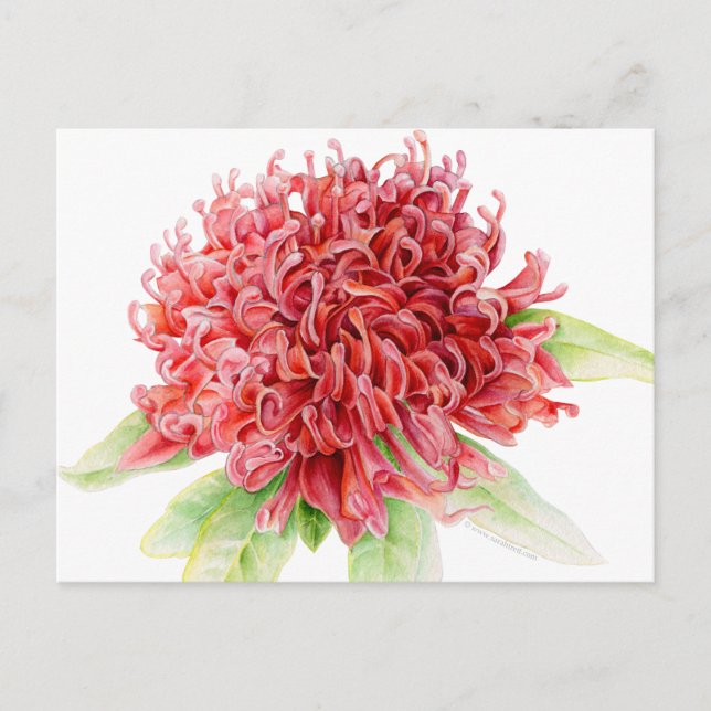 Red waratah botanical watercolor art postcard (Front)
