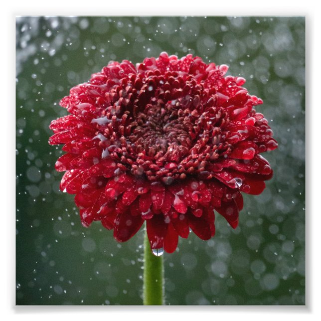 Red Water Droplet Flower Photo Print (Front)