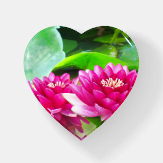 Red Water Lilies Paperweight