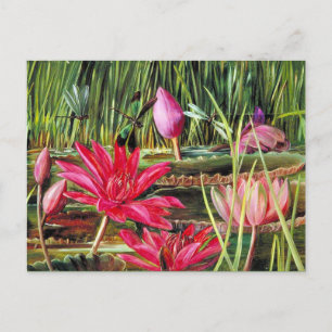 Red Water Lily of Southern India Postcard