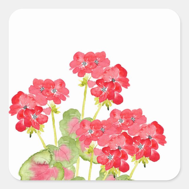 Red Watercolor Geraniums 2 Square Sticker (Front)