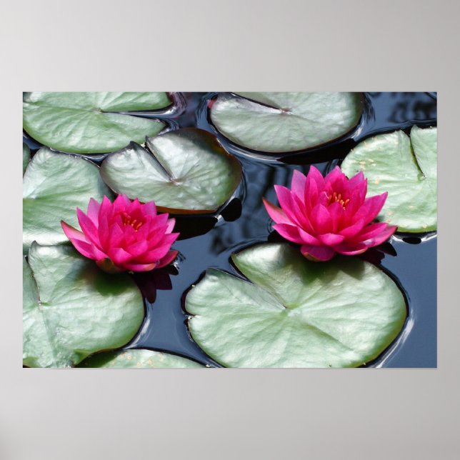 Red Waterlilies - Canvas Prints (Front)