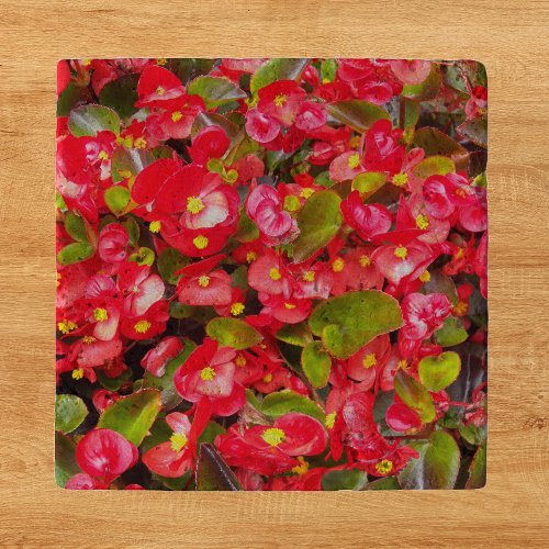 Red Wax Begonias Floral Trivet