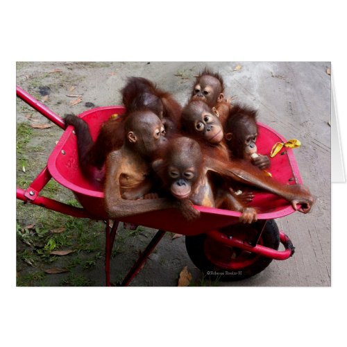 Red Wheelbarrow Orangutan Babies