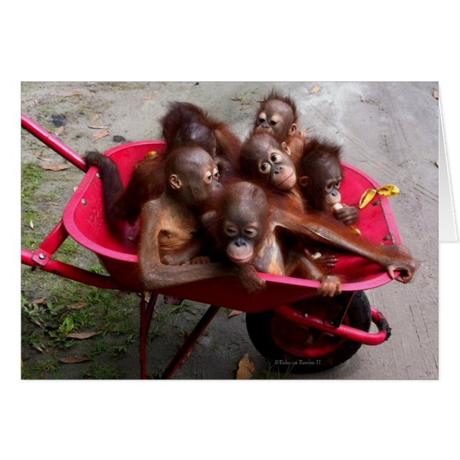 Red Wheelbarrow Orangutan Babies Cards (Front Horizontal)