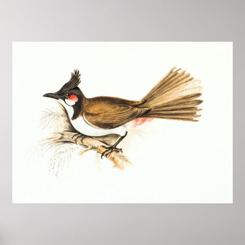 Red_Whiskered Bulbul bird wildlife nature painting Poster