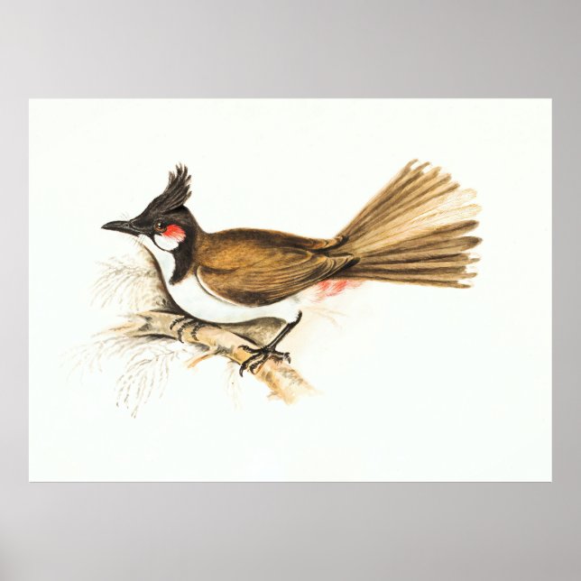 Red-Whiskered Bulbul bird wildlife nature painting Poster (Front)
