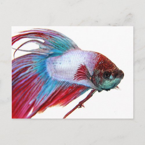 Red White  Blue Fish on white background Postcard