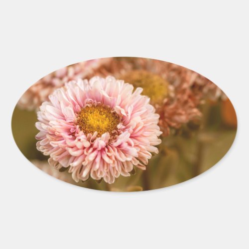 Red White China Aster Oval Sticker