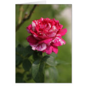 Red & White Hybrid Tea Rose.JPG (Front)