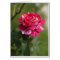 Red & White Hybrid Tea Rose.JPG