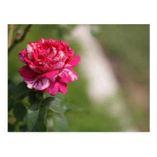 Red & White Hybrid Tea Rose.JPG Post Cards