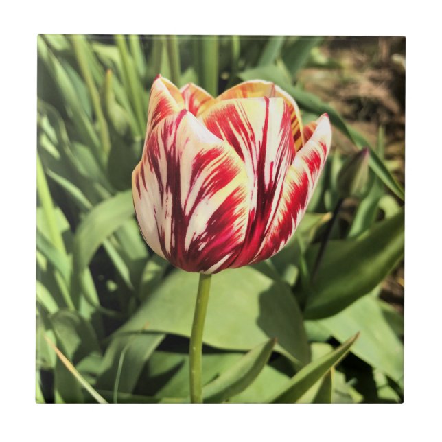 Red & White Tulip Ceramic Tile (Front)