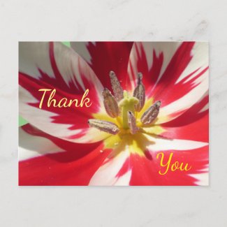 Red White Tulip Close up Thank You Postcard