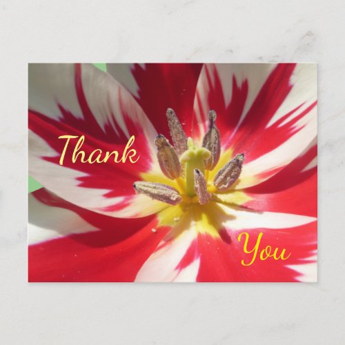 Red White Tulip Close up Thank You Postcard