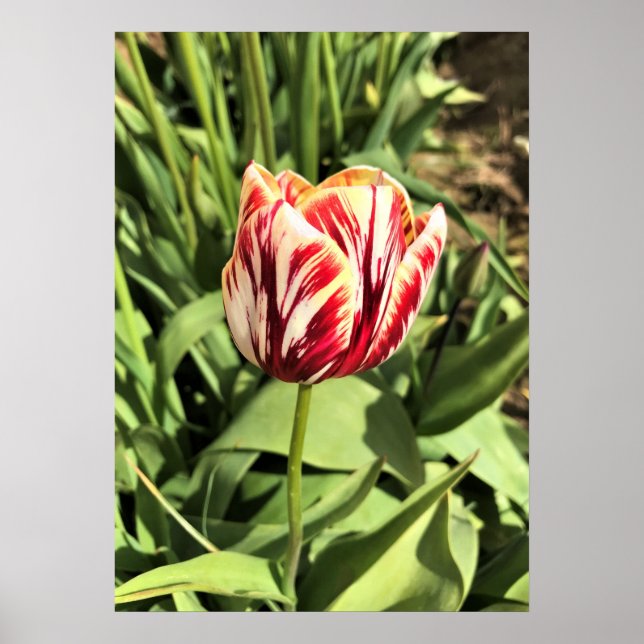 Red & White Tulip Poster (Front)