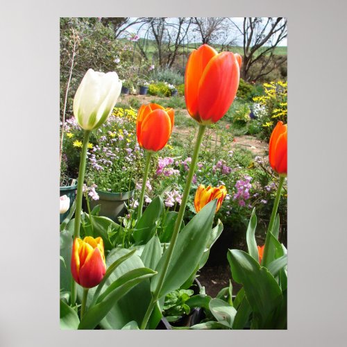 Red White Tulip Tulips Spring Nature Garden Poster