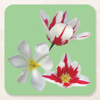 Red White Tulips Close Up Paper Coaster