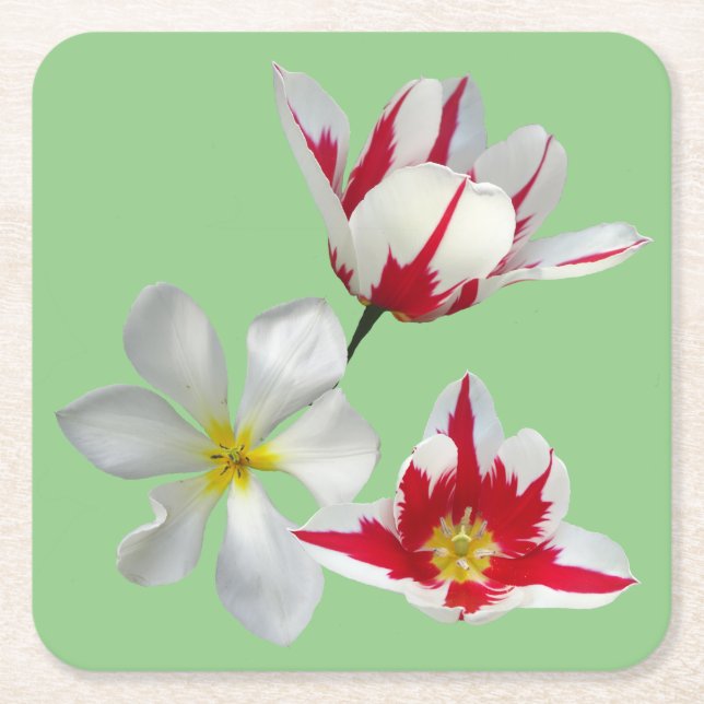 Red White Tulips Close Up Paper Coaster (Front)
