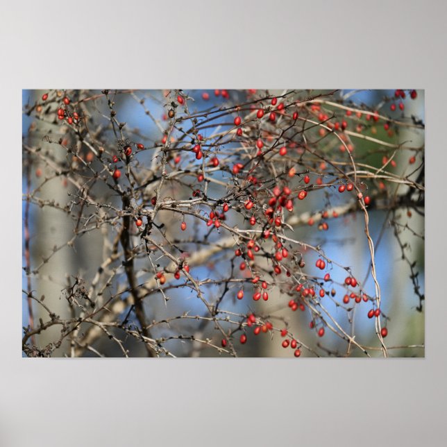 Red Wild Berries Poster (Front)