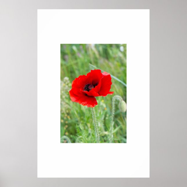 Red wild poppy flower poster (Front)