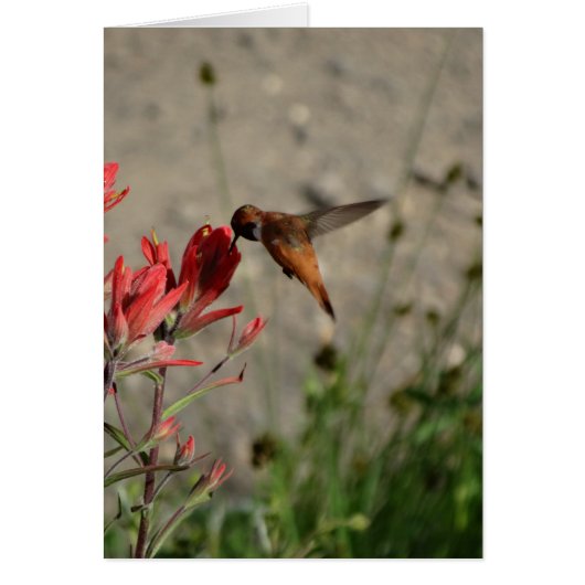 Red wildflower hummingbird cards (Front)