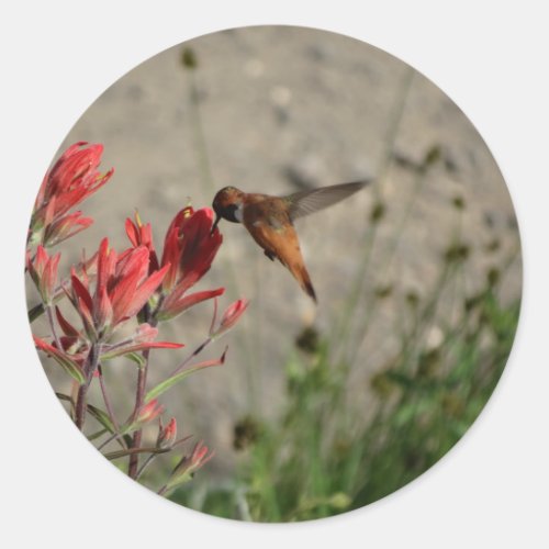 Red wildflower hummingbird classic round sticker