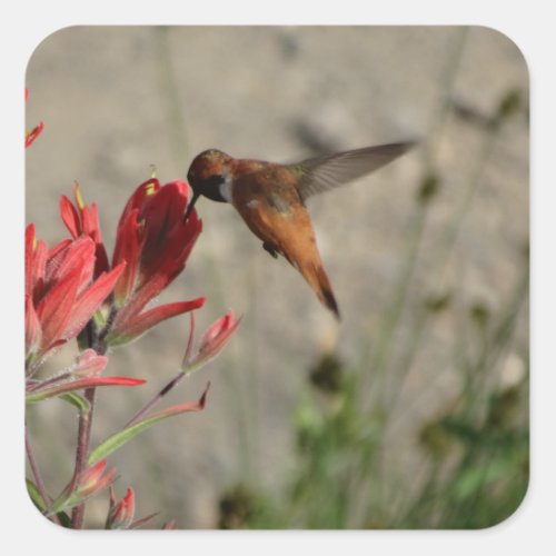 Red wildflower hummingbird square sticker