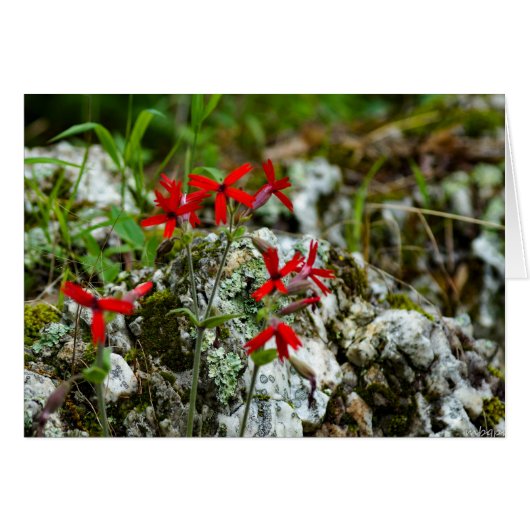 Red Wildflower on Rock Cards (Front Horizontal)