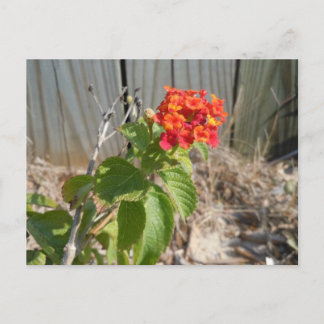 Red Wildflower Postcard