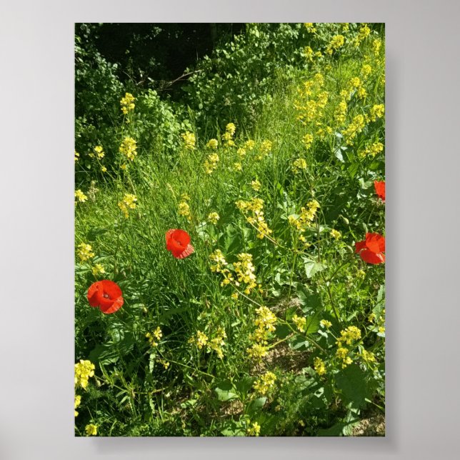 Red Wildflowers in Summer Meadow Poster (Front)