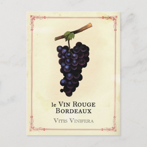 Red Wine Grapes Bordeaux Postcard