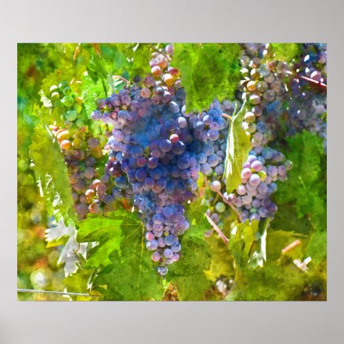 Red Wine Grapes on the Vine Poster