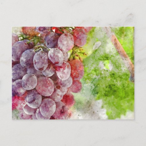 Red Wine Grapes on Vine Postcard