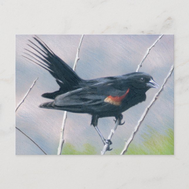 Red Wing Blackbird Postcard (Front)